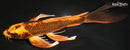 9.5" KIN ORENJI MATSUBA BUTTERFLY