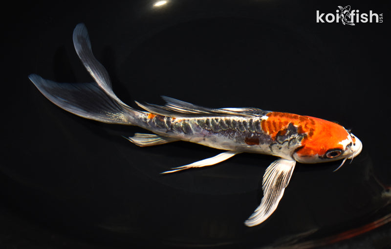 8.25" ARAGOKE BENI KIKOKURYU BUTTERFLY