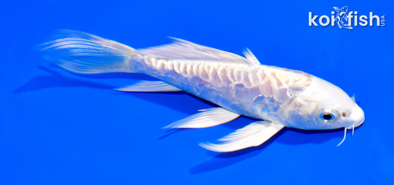 6" ARAGOKE KIKUSUI BUTTERFLY