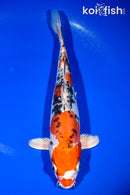 11.25" HEISEI NISHIKI