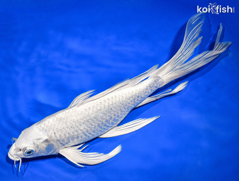 9.5" PLATINUM OGON BUTTERFLY