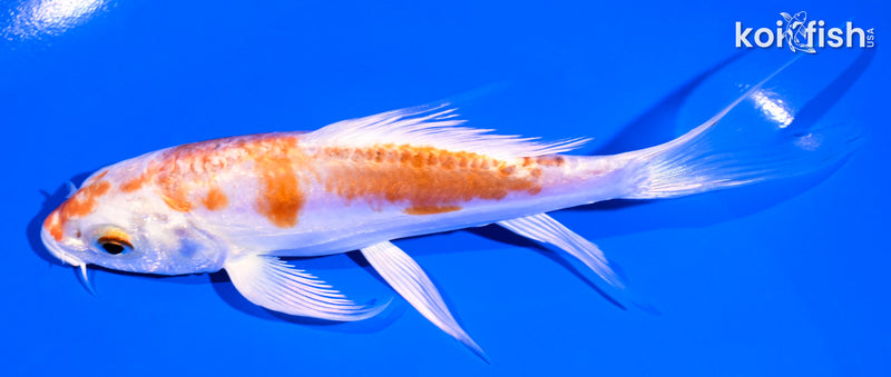 5.75" KIKUSUI BUTTERFLY