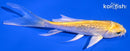 4.25" GINRIN YAMABUKI OGON BUTTERFLY