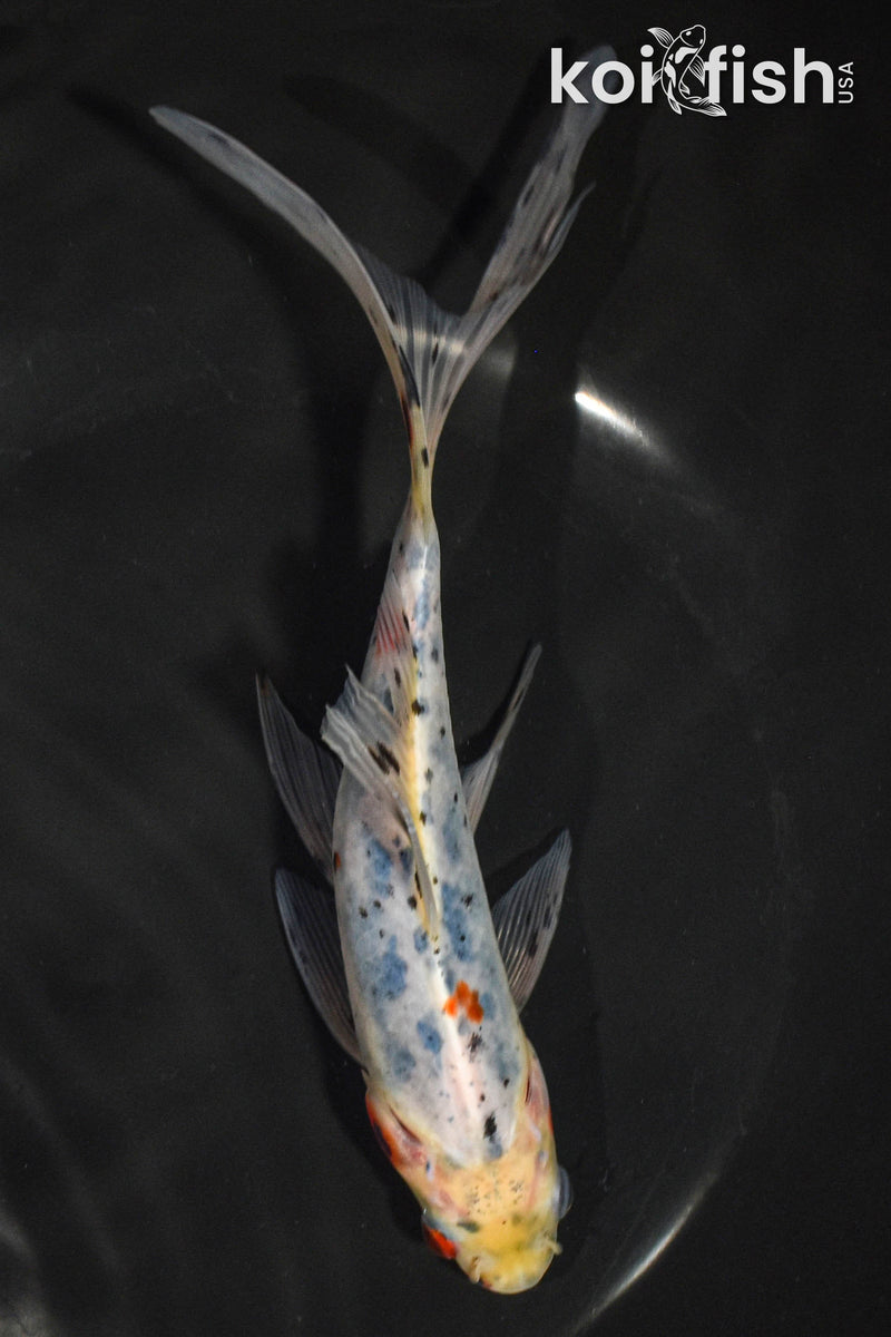 7" SHUBUNKIN GOLDFISH