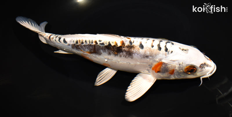 10.5" BENI KIKOKURYU