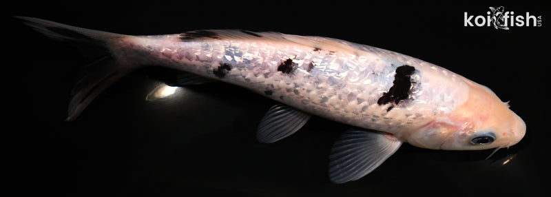 7.5" GINRIN SHIRO BEKKO