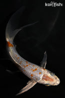 5" METALLIC OCHIBA SHIGURE BUTTERFLY