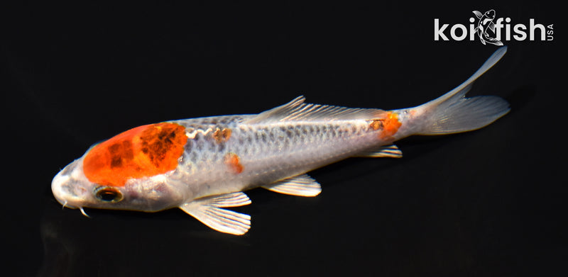 5" KUJAKU