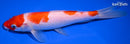8.25" KOHAKU