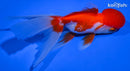 5" ORANDA GOLDFISH