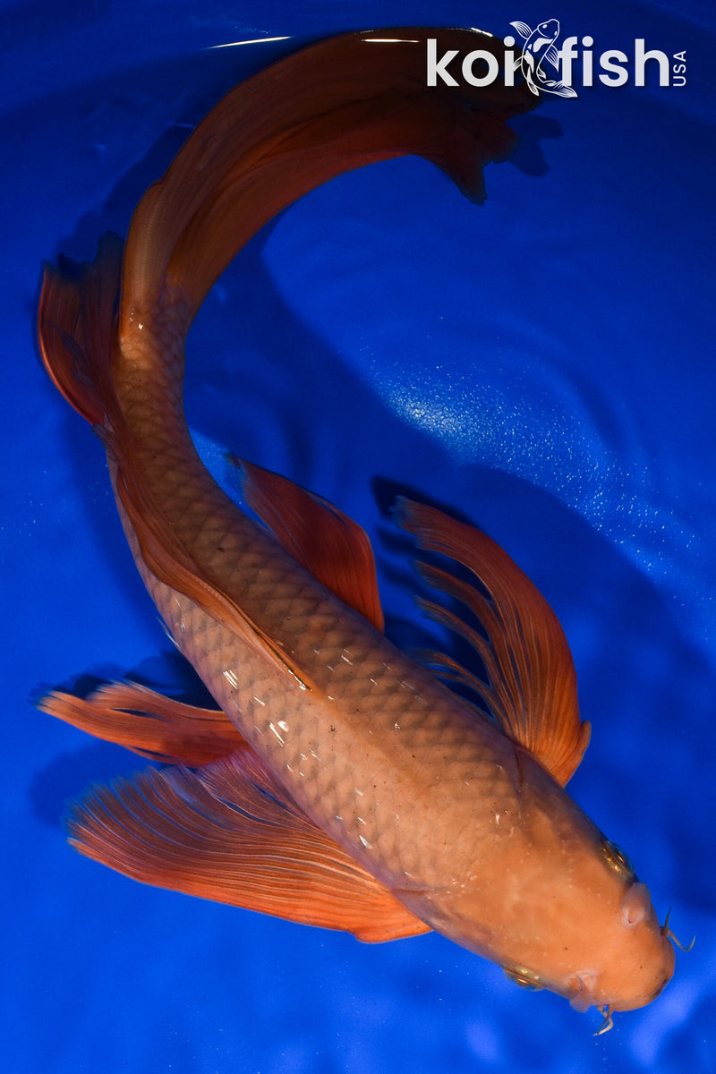 15" CHAGOI BUTTERFLY