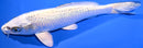 7.75" GIN MATSUBA