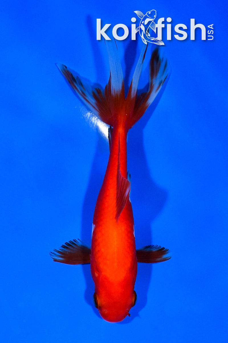 5.5" WAKIN GOLDFISH