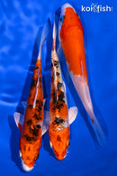 PACK OF (3) 5-6" STANDARD KOI