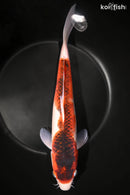 13.25" BUDO GOROMO