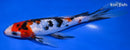 8.75" GINRIN KUCHIBENI SANKE BUTTERFLY