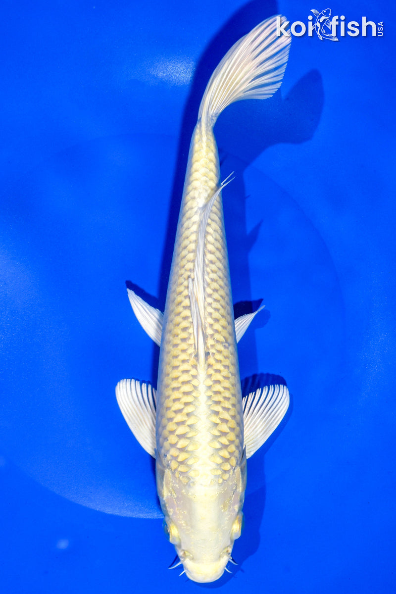 9.5" YAMABUKI OGON