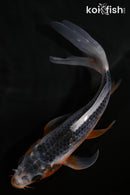 5" ASAGI BUTTERFLY