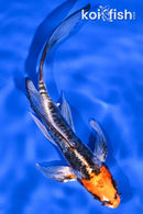 5.25" BENI KIKOKURYU BUTTERFLY