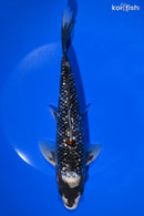 9.5" GINRIN MATSUKAWABAKE