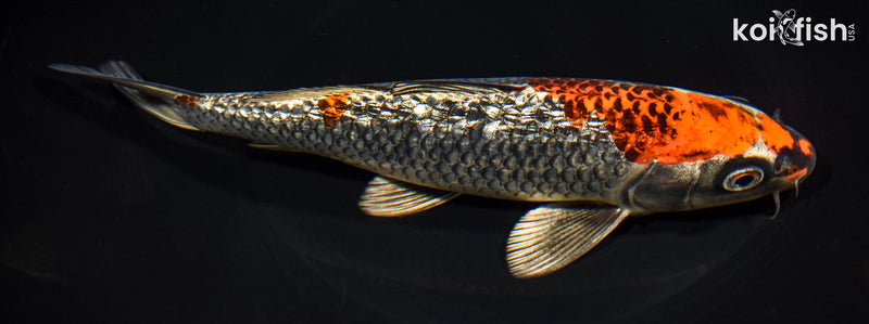 7.75" GINRIN BENI GINGA