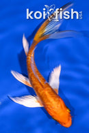 5" DOITSU ORENJI OGON BUTTERFLY