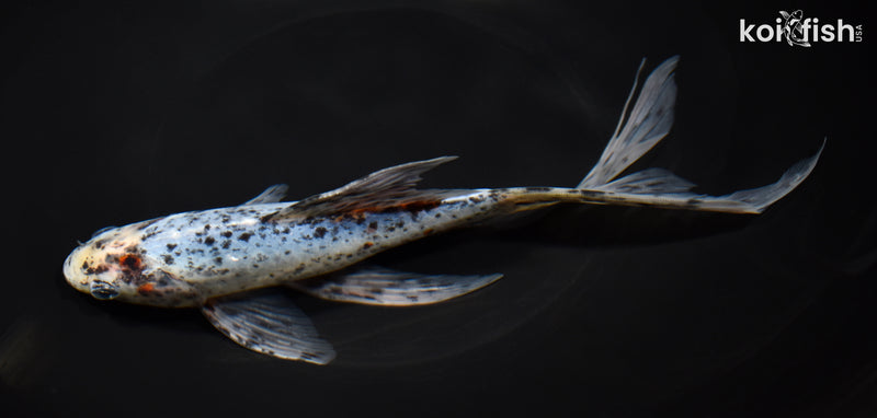 9" SHUBUNKIN GOLDFISH