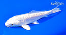 5.5" ARAGOKE PLATINUM OGON