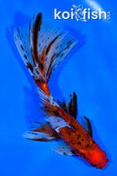 6.5" CALICO WATONAI GOLDFISH