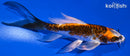 5.25" BENI KIKOKURYU BUTTERFLY