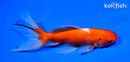 6" WATONAI GOLDFISH
