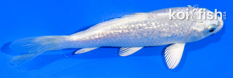 4.5" GINRIN PLATINUM OGON