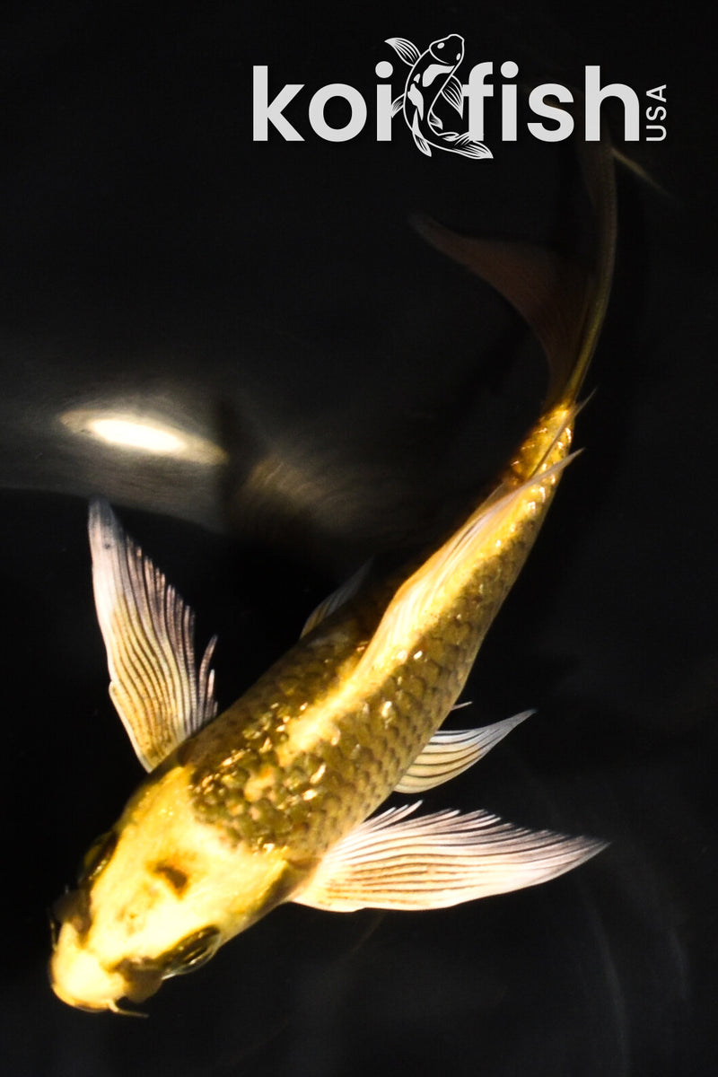 5.5" GINRIN KI MATSUBA BUTTERFLY