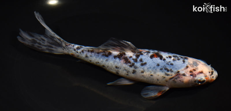 7.5" SHUBUNKIN GOLDFISH