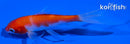 4" KOHAKU BUTTERFLY