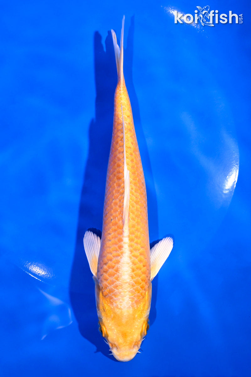 6.75" YAMABUKI OGON