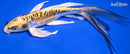 8.75"KIIN KIKOKURYU BUTTERFLY
