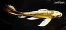 10.25" KIN KIKOKURYU BUTTERFLY