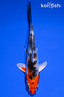5.25" YAMATO NISHIKI