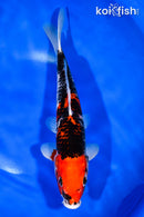 11.25" BENI MATSUKAWABAKE