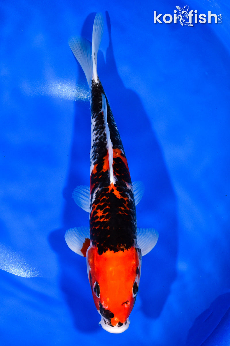 11.25" BENI MATSUKAWABAKE