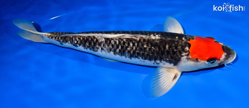 13.25" GINRIN TANCHO GOSHIKI