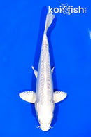 6.75" DOITSU PLATINUM OGON