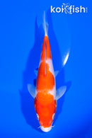 6.5" KOHAKU
