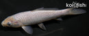 6" SORAGOI