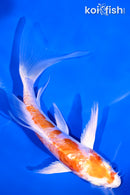 5.75" KIKUSUI BUTTERFLY