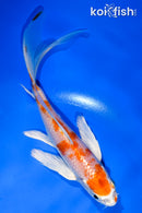 6" HARIWAKE BUTTERFLY