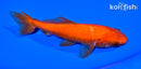 5.5" WAKIN GOLDFISH