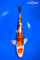 10.5" MARUTEN HEISEI NISHIKI