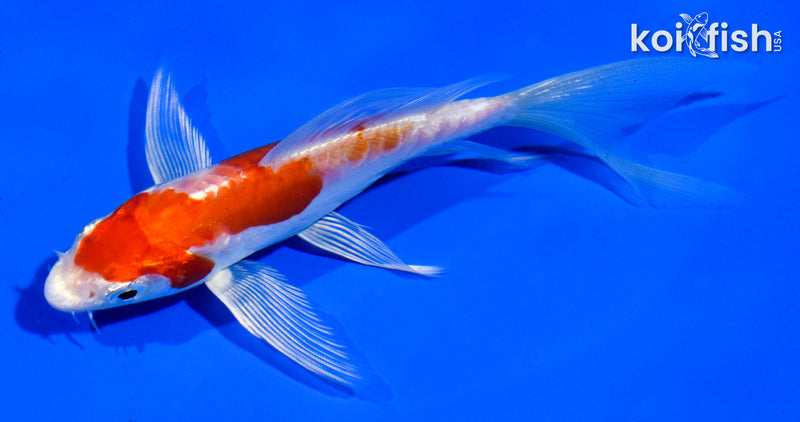 5" KIKUSUI BUTTERFLY